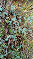 Rumex induratus
