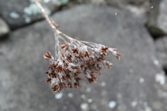 Kalanchoe integra