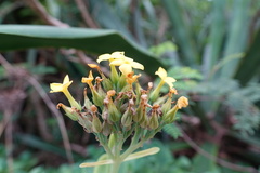 Kalanchoe integra