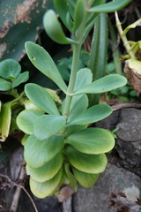 Kalanchoe integra