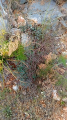 Rumex induratus