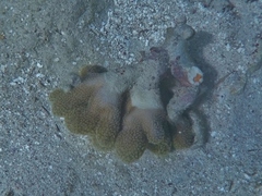 Porites porites