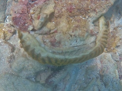 Pseudodiploria strigosa