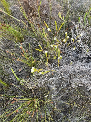 Image of Lachnaea densiflora by (c) Charleen Brunke, some rights reserved (CC BY)
