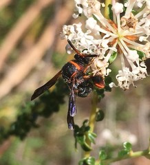 Leucospis slossonae