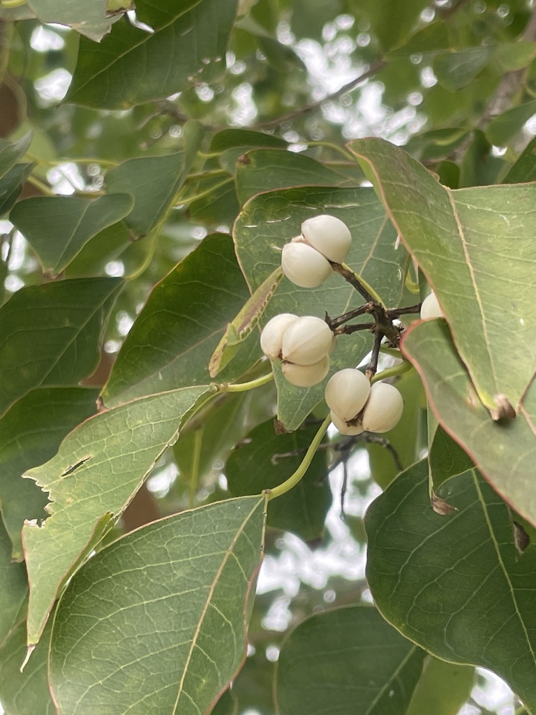 Chinese Tallow from Blue Hole Park Rd, Georgetown, TX, US on November ...