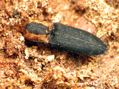 Lacon discoideus