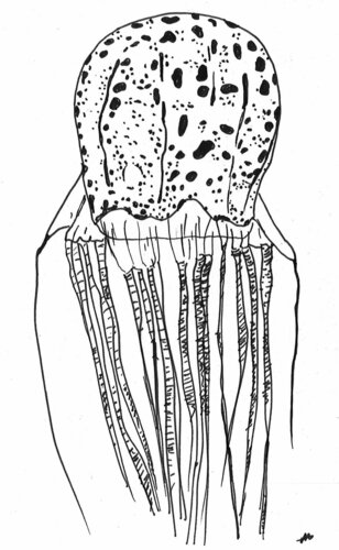 Chirodectes maculatus