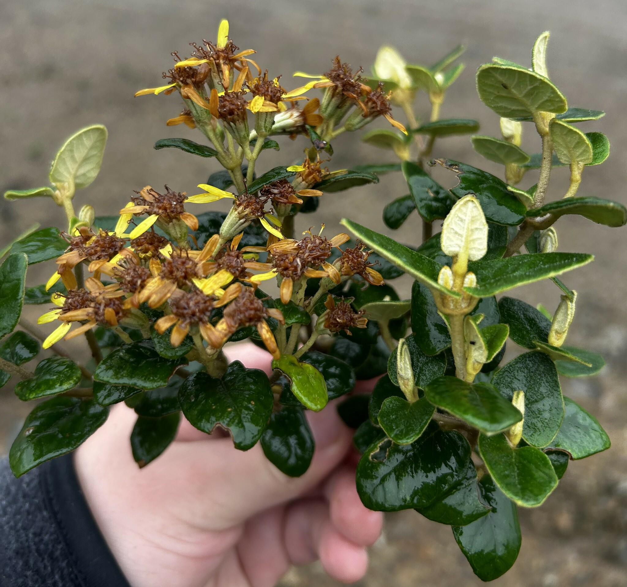 Gynoxys buxifolia image
