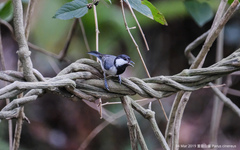 Parus minor commixtus