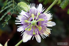 Passiflora morifolia