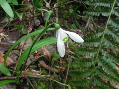 Galanthus woronowii