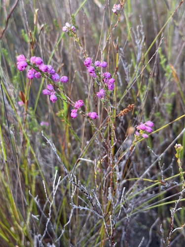 Image of Erica melanacme by (c) Charleen Brunke, some rights reserved (CC BY)