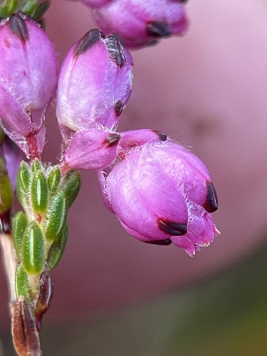 Image of Erica melanacme by (c) Charleen Brunke, some rights reserved (CC BY)