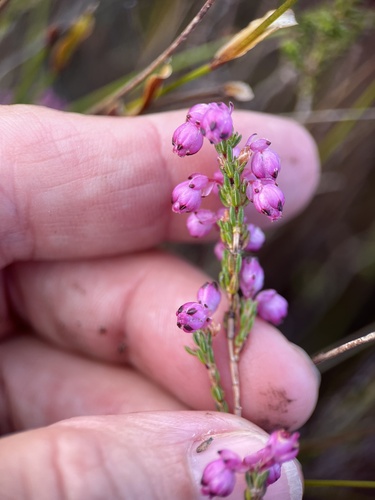 Image of Erica melanacme by (c) Charleen Brunke, some rights reserved (CC BY)