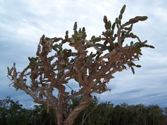 Dendrocereus nudiflorus