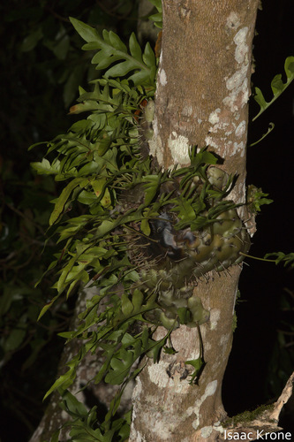 Ant Fern (Lecanopteris carnosa)