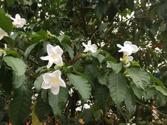 Tabernaemontana divaricata