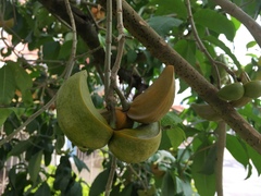 Tabernaemontana divaricata