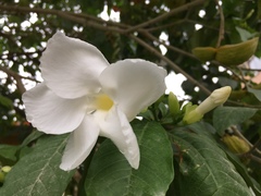 Tabernaemontana divaricata