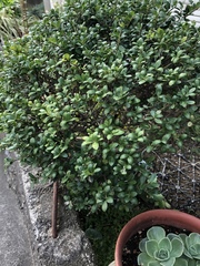 Ilex crenata crenata