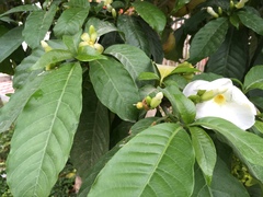 Tabernaemontana divaricata