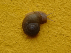 Dorcasia