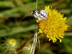 Berkheya rhapontica