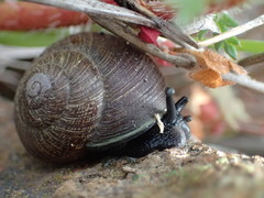 Xerarionta intercisa