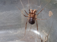 Protolophus cockerelli
