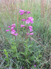 Penstemon triflorus