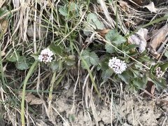 Valeriana montana