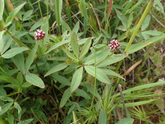 Trifolium palmeri