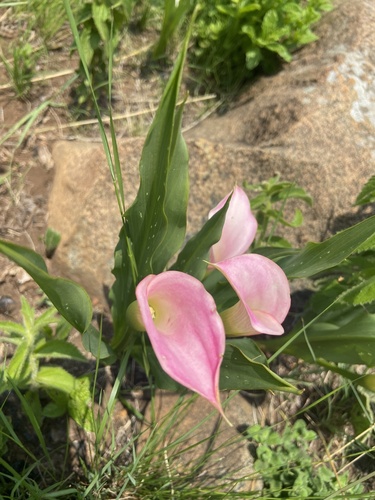 Zantedeschia rehmannii