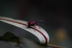 Paratrachelophorus nodicornis