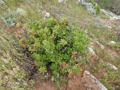 Munzothamnus blairii