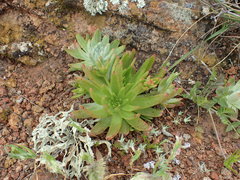 Dudleya virens