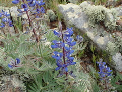Lupinus guadalupensis