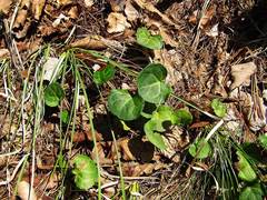 Pyrola renifolia