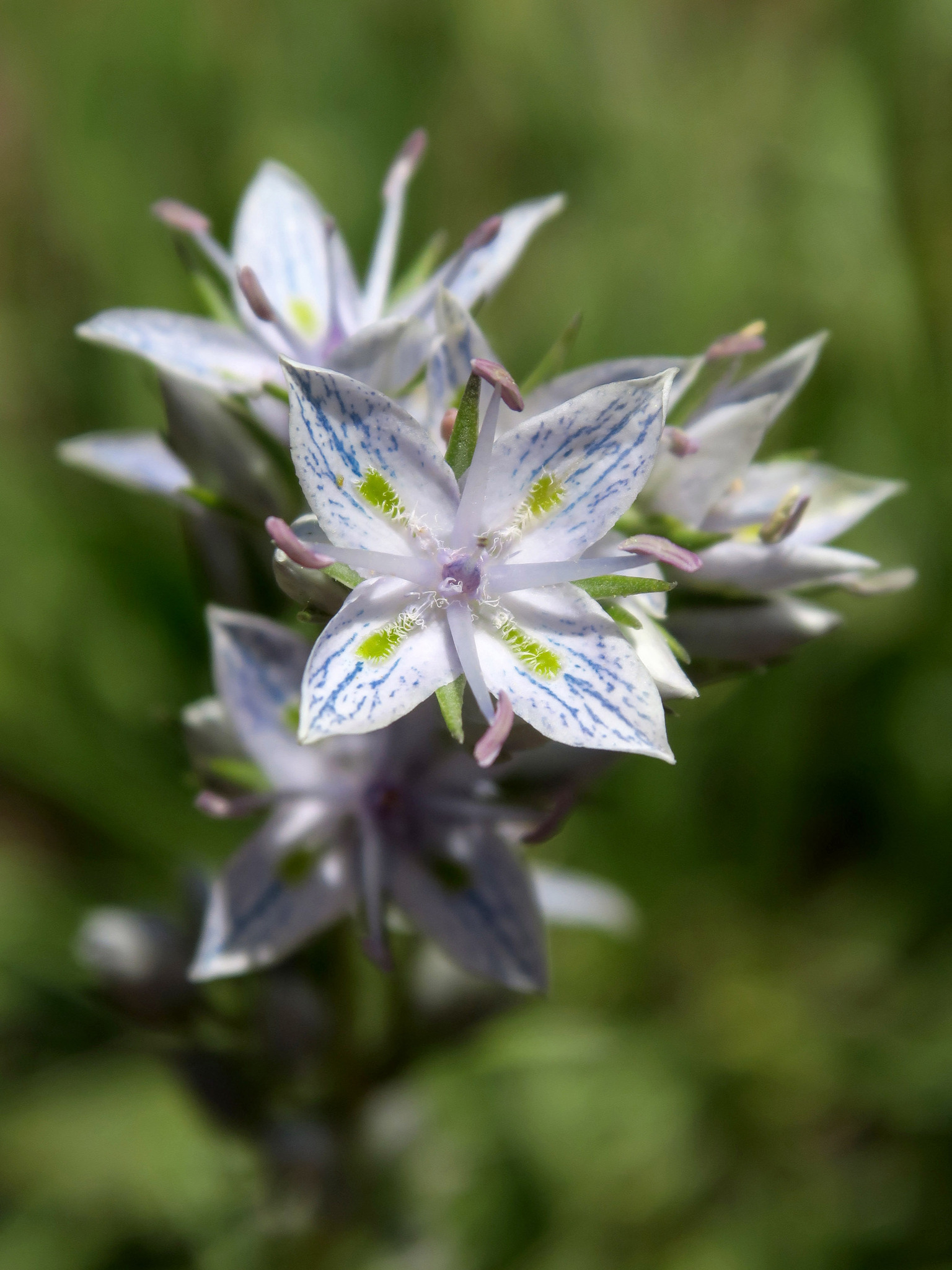 Frasera albicaulis var. columbiana