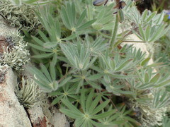 Lupinus guadalupensis