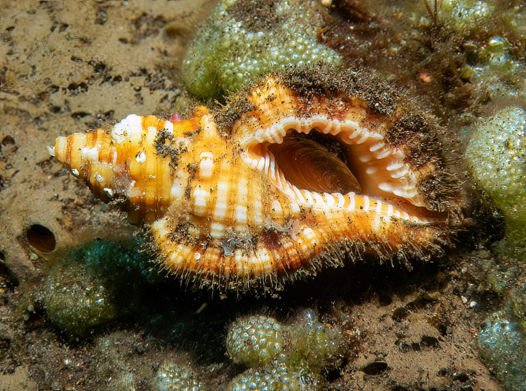 aquatile hairy triton (Monoplex aquatilis)
