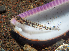 Bali Goby photo 2