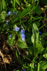 Omphalodes verna