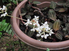 Ludisia discolor