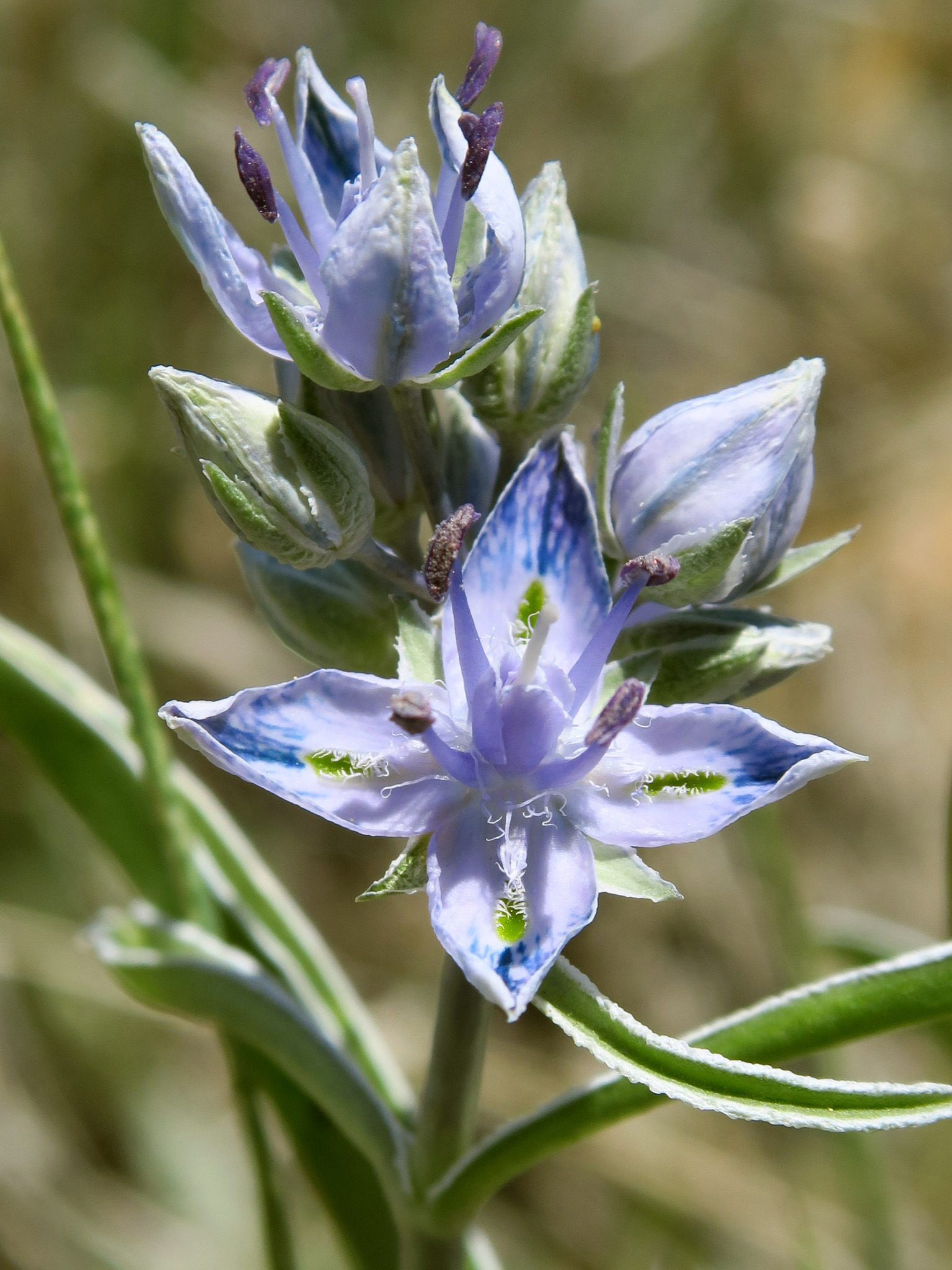 Frasera albicaulis var. cusickii