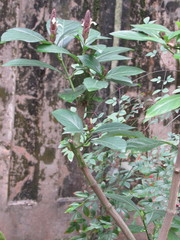 Justicia ventricosa