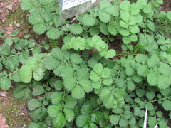 Agrimonia pilosa