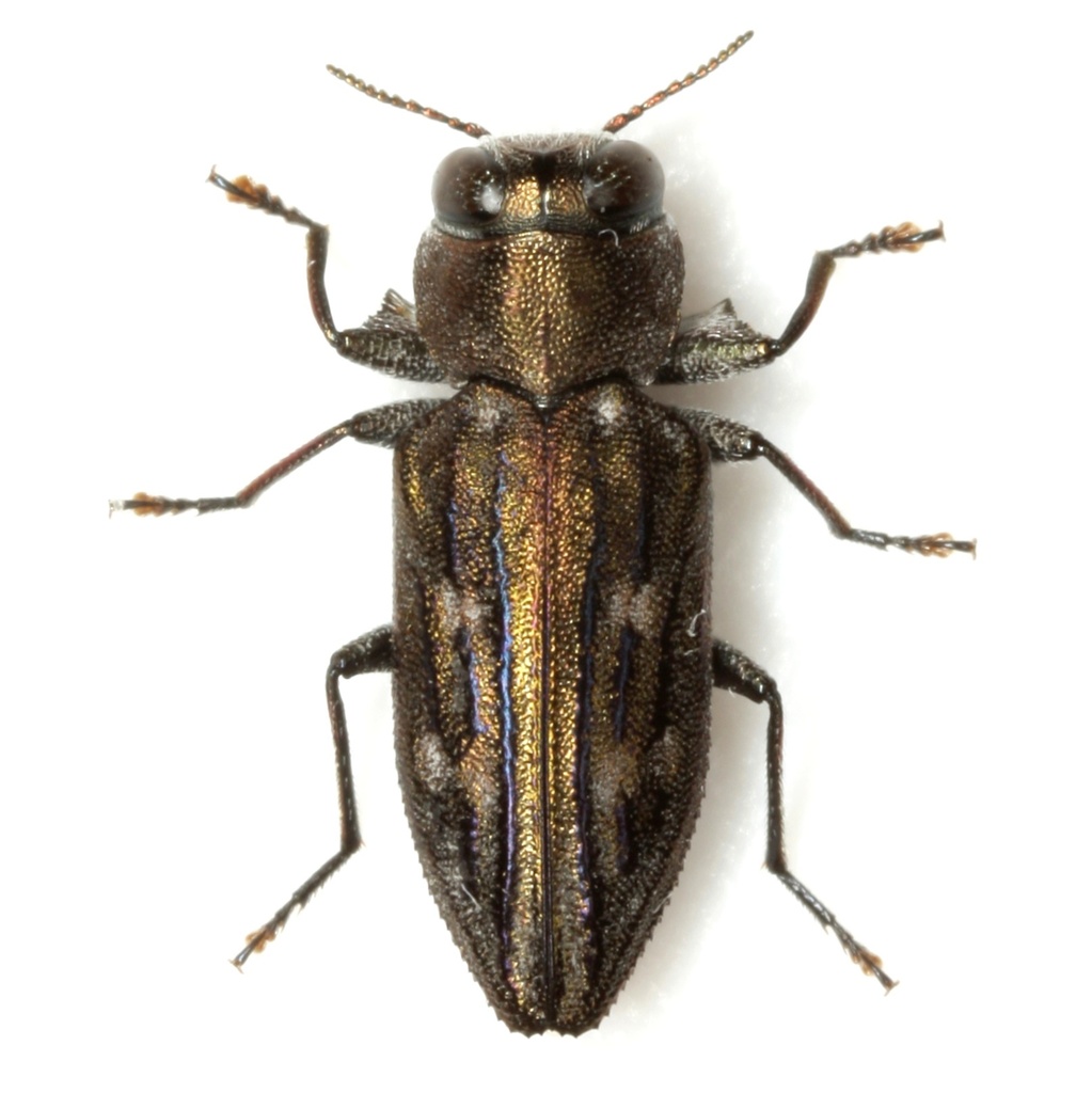 Chrysobothris rossi