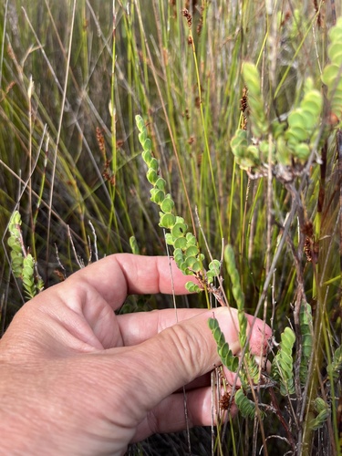 Image of Cliffortia phyllanthoides by (c) Charleen Brunke, some rights reserved (CC BY)